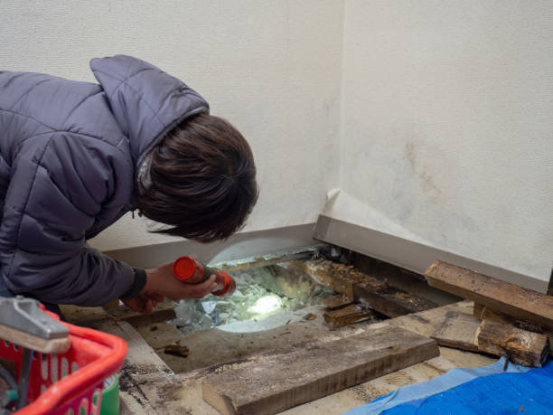 Best Mold Removal for HVAC Installations  in Richardson, TX